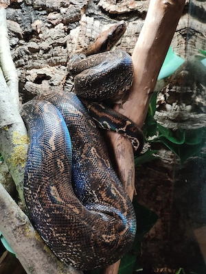 wunderschöne Boa constricter imperator 