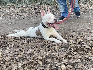 Atila sucht sein Für immer zuhause (American Bully rüde)