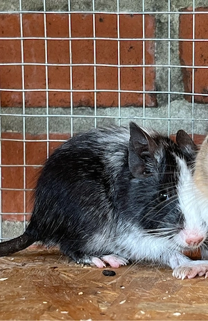 Degu, Degus, weibchen