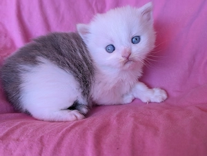 Britisch Langhaar Junge in blue white mit blauen Augen 