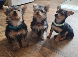 Liebevolle Yorkshire-Terrier-Mix Welpen suchen ein neues Zuhause   