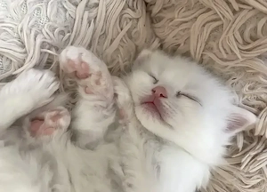 Süßer Ragdoll Kater