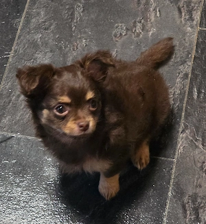 Chihuahua  Welpe Hündin Auszugfertig
