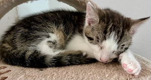 süße Katzenbaby's