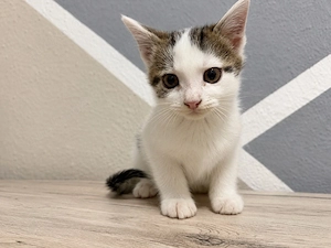 junger kater sucht ein zuhause für immer 
