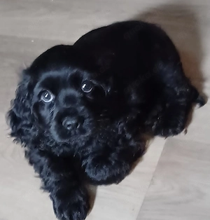 Cocker Spaniel ,Showlinie