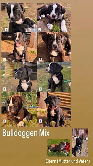 Bully-mix-Welpen 