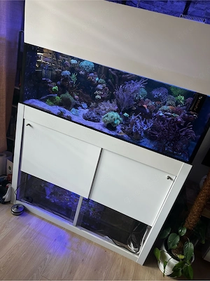 meerwasser aquarium korallen 