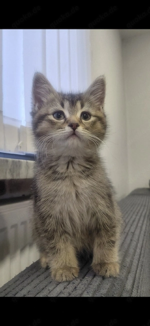 BKH-Kurzhaar-Kitten