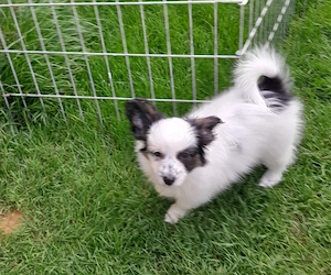 Papillon-Welpe-Liebhabertier