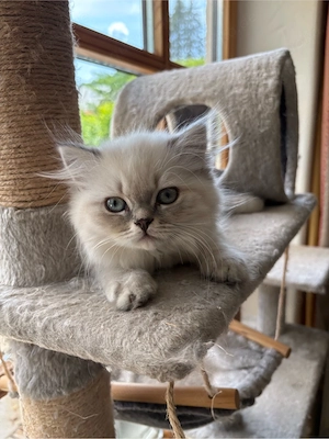 Britisch Langhaar Kater