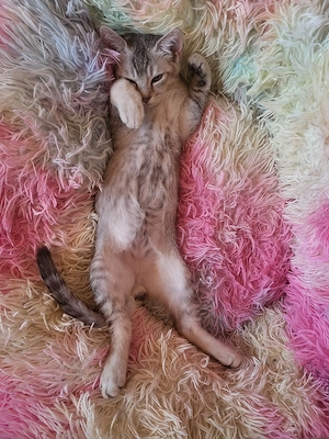 BKH-Bengal Mix Kitten Kater 
