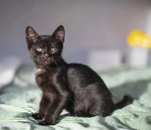 Spay Mini-Panther sucht sein Rudel