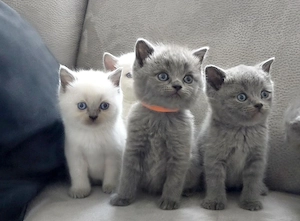 Kitten Kätzchen BKH Britischkurzhaar blue & lilac point
