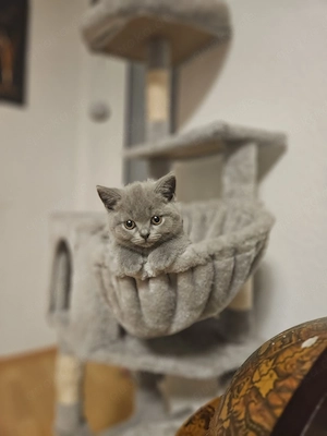    Wunderschöne BKH Kitten abzugeben   