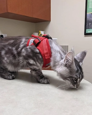 Wunderschöne Maine-Coon-Kätzchen zur Adoption
