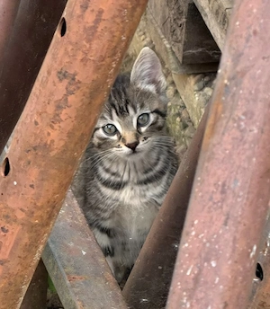 Babykatzen abzugeben