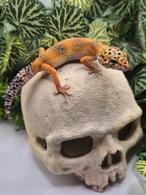 Wunderschöne Leopardgeckos 2026 abzugeben super zahm