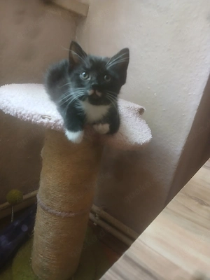 Kleine katze sucht, liebeslowe zu hause