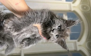 Maine-Coon-Kätzchen zur Adoption
