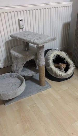 EHK babykatze