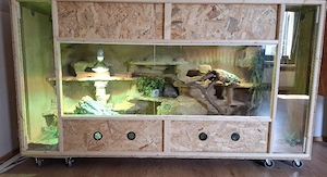 Großes selbstgebautes Terrarium mit weiblicher Pogona vitticeps Bartagame 