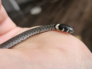 Ringelnatter (Natrix natrix) NZ 2026