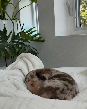 Wunderschöne Dackelbabys  