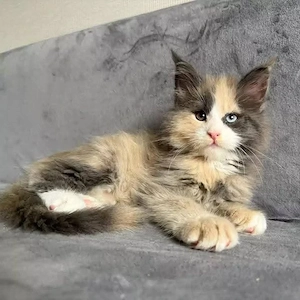 Wunderschöne Maine-Coon-Kätzchen zur Adoption