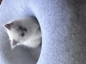 BKH Kitten Kater und Katzen 