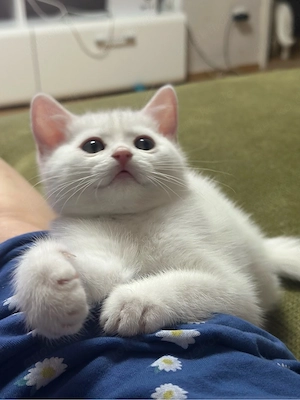 BKH Katzenbabys