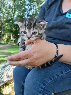 Zwei Tiger suchen ....