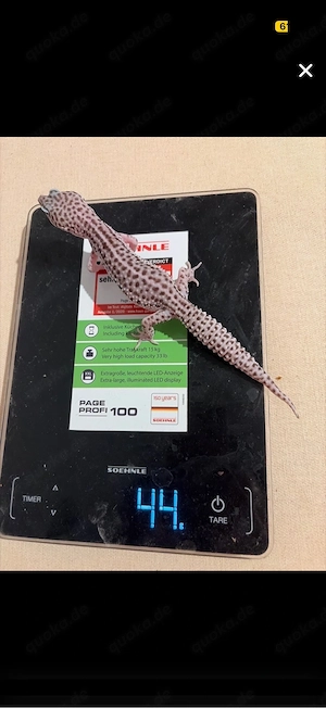   Leopardgecko 1.1MS BNhet Eclipse