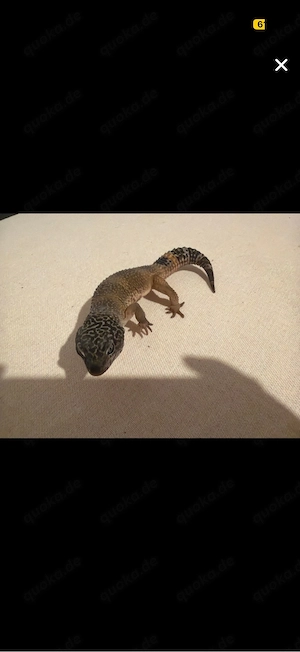    Leopardgecko BN Cross het Tremprr oh Eclipse