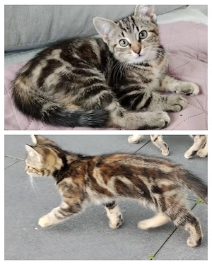 Katzenkinder Kitten BKH Bengal Mix suchen ein zu Hause 