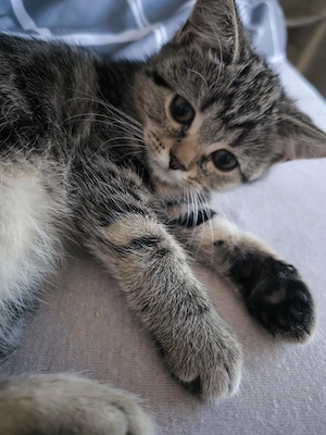 Britisch Kurzhaar Kitten 