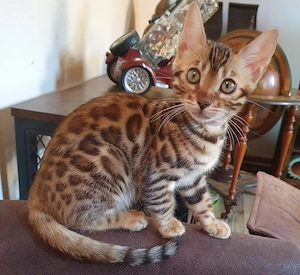 Bengal Katzen Babys Kitten 
