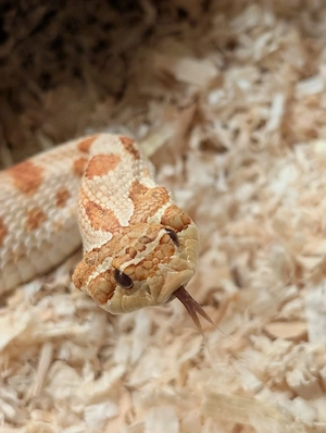 0.1 Red toffee conda, heterodon nasicus 