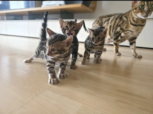 Wunderschöne Bengal-kitten 