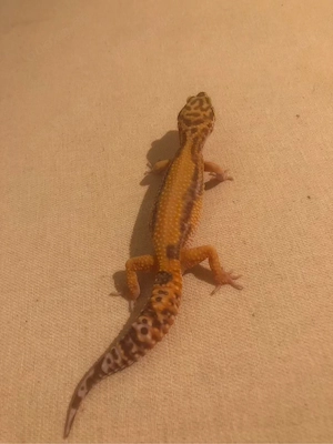   Leopardgecko 0.1 Tremper 66% het Ecilipse