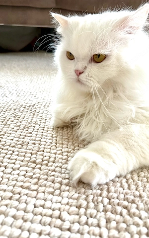 Wunderschöner weißer Perserkater sucht ein neues Zuhause