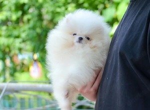 Bezaubernde Pomeranian-Welpen