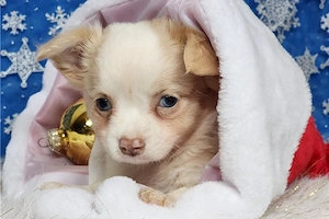 Kleiner Chihuahua