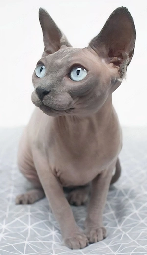 Suche Sphinx in Blue  Blue Point  oder gescheckt
