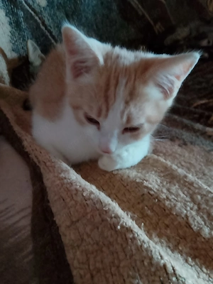 14woche Alte Katzenkinder abzugeben 