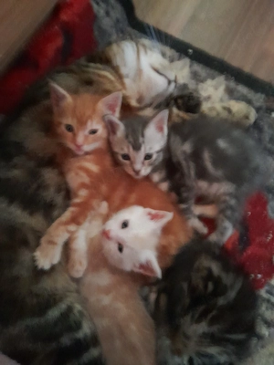 Main Coon Mix Kitten 