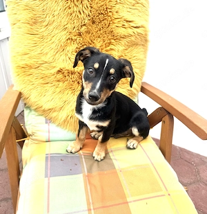 Dackel Pinschermix Leo 