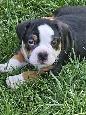 Old English Bulldog Welpen
