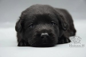 Labrador Welpen mit Ahnentafel 