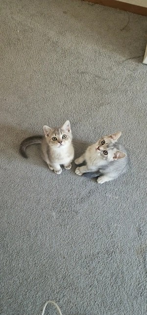 Baby Kätzchen BKH